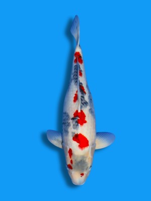 Kindai Showa | Koi&Co.